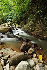The Path to Mambukal's Waterfalls