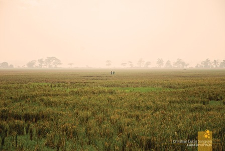 Two Farmers on a Misty Afternoon at the Cabanatuan Ricefields