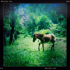 A Pony Near Corregidor's San Jose Chapel