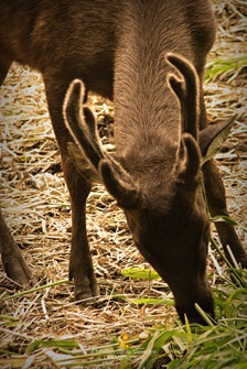 A Deer Grazing on Grass at the Manila Zoo