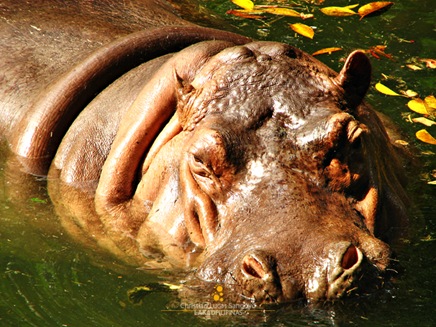 The Massive Hippo at the Manila Zoo