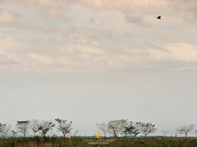 A Lone Heron Soaring Above the Candaba Wetlands