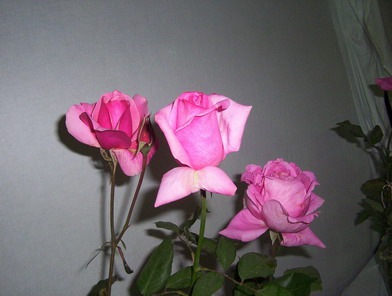 [3 rose[2].jpg]