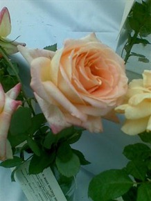 rose गुलाब इश्क प्रेम
