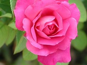 rosas (2)