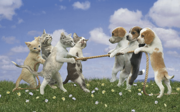 it's raining cats and dogs :) - Página 3