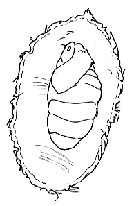 [ciclo de los gusanos de seda www.colorear (5)[2].gif]