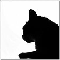 silueta de gato blogdeimagenes  (5)