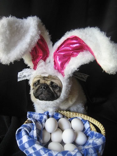 [perros pascua blogdeimagenes (7)[3].jpg]
