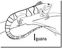 iguana blogcolorear (9)