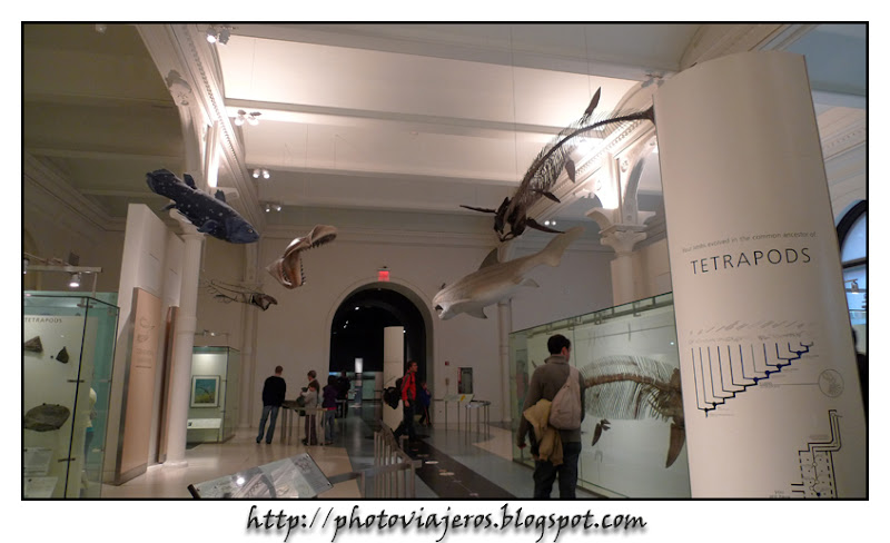 Museo Americano de historia Natural