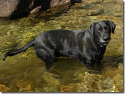 gauge playing in the water