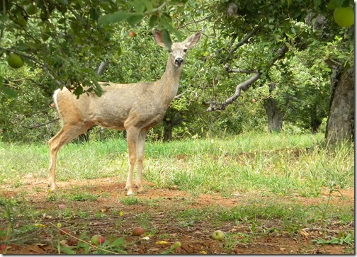Doe in the orchard