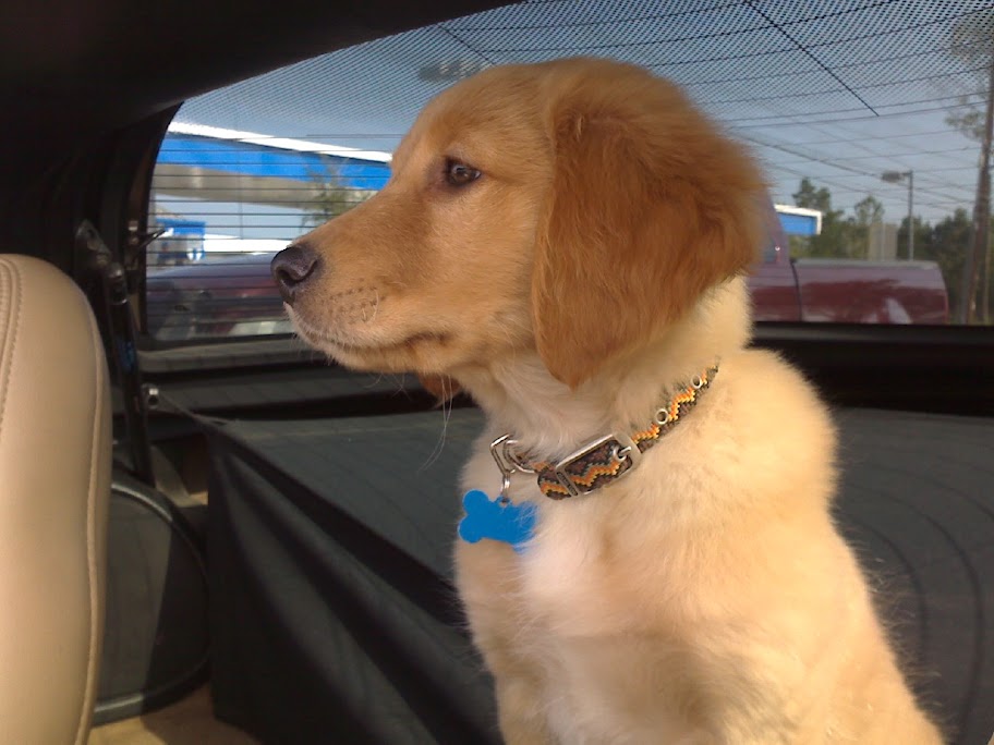 Dog/Pet in the passenger seat Pics CorvetteForum Chevrolet