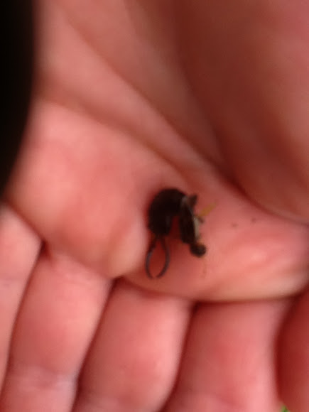 Pincher Bug | Project Noah