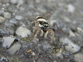 Zebra_spider, pók,  pókok, Salticus scenicus, Budapest, Magyarország, A színészpók Salticus scenicus a pókszabásúak Arachnida osztályának a pókok Araneae rendjéhez, ezen belül a főpókok Araneomorphae alrendjéhez és a ugrópókfélék (Salticidae) családjához tartozó faj. LSD