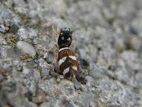pók,  pókok, Salticus scenicus, Budapest, Magyarország, A színészpók Salticus scenicus a pókszabásúak Arachnida osztályának a pókok Araneae rendjéhez, ezen belül a főpókok Araneomorphae alrendjéhez és a ugrópókfélék (Salticidae) családjához tartozó faj. LSD
