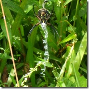 DSCF2176
