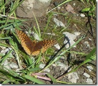 DSCF2543