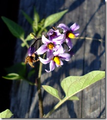 DSCF2845