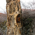 mataviejas roble fosilizado 2.jpg