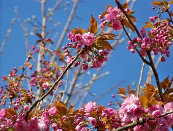 fleurs cerisier