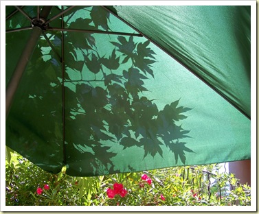 parasol terrasse