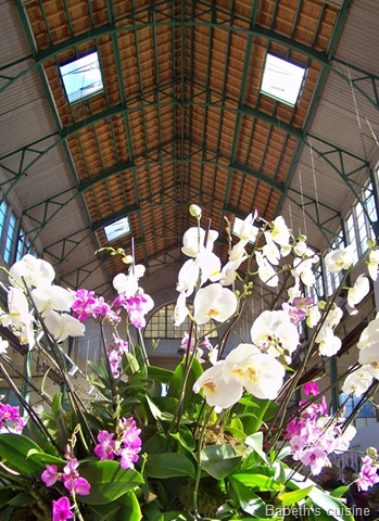 [orchidées palais rameau[6].jpg]