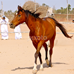 Arabian Horse by Nashira Usef - Animals Horses