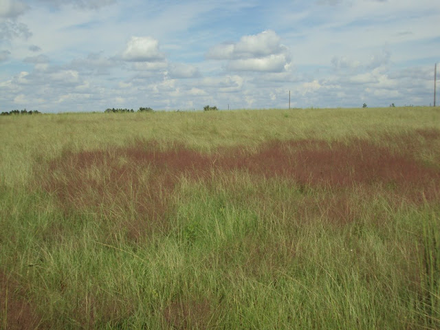 Please ID this grass in Southeast Georgia