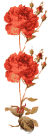 .png
