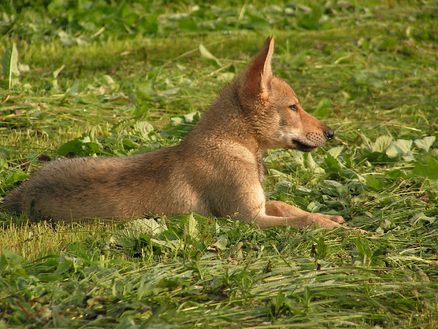 PICT0120.JPG