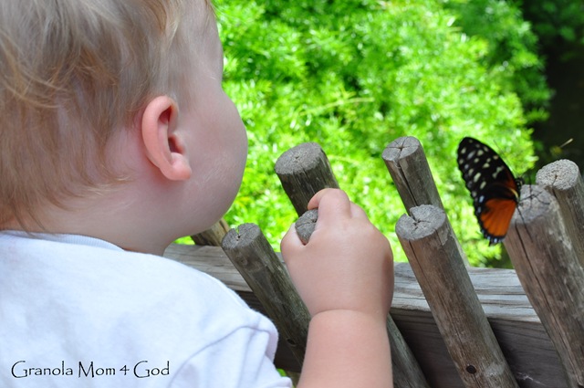 [Butterfly zoo 024.jpg]