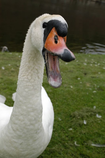 AngrySwan.jpg