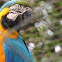 Blue-And-Yellow Macaw