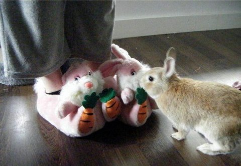 [cute+rabbits+flickzzz.com+008-706521.jpg]