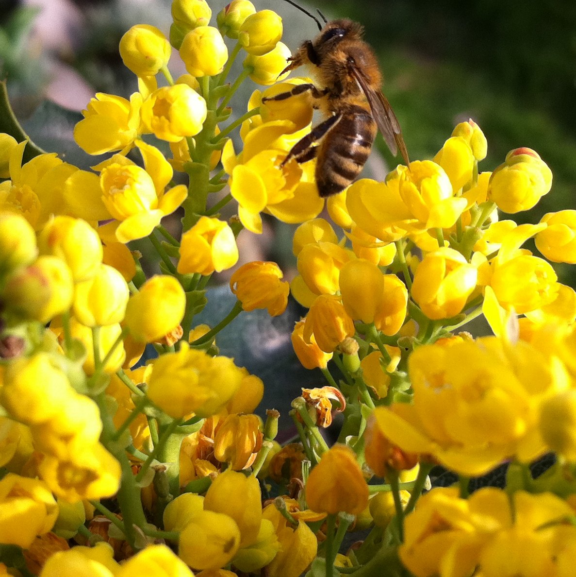 Bee (Kranjska čebela)