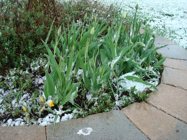 [april 2010 snow 001[3].jpg]