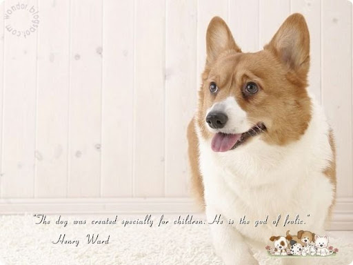 Pet Dogs Lovely Quotes