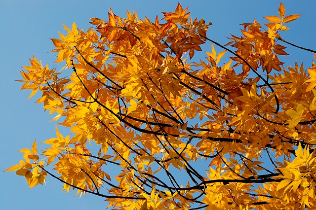 [autumn leaves[5].jpg]