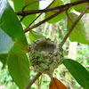 Rufous-tailed Hummingbird nest