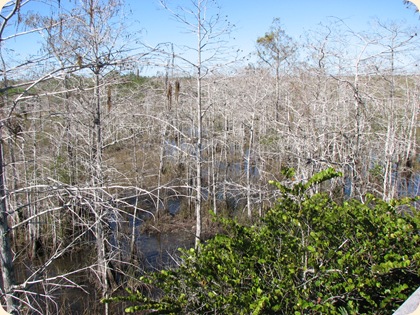 Everglades NP 054