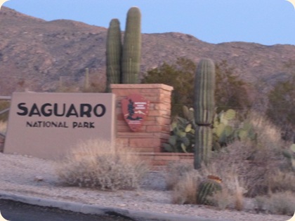 Saguaro National Park 119