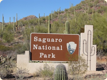 Saguaro National Park 019