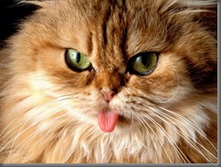 cat_sticking_out_its_tongue-1360
