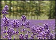 04 Biei Hokkaido-lavender