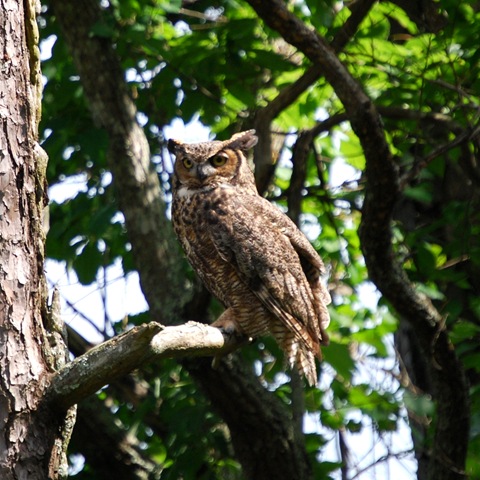 [Great Horned Owl (2)[2].jpg]
