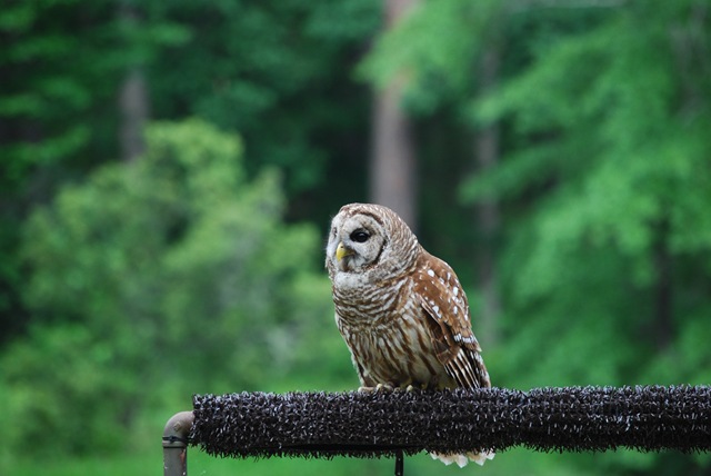 [Barred Owl (2)[2].jpg]