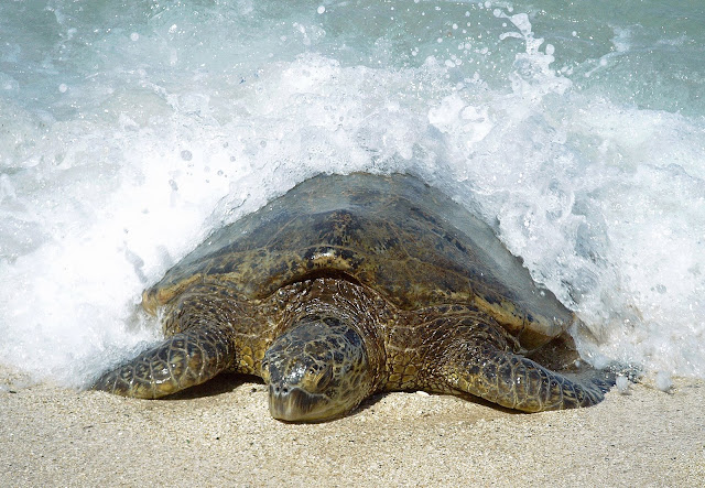 02%20Turtle.jpg
