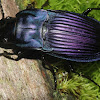 Notched-mouth Ground Beetle